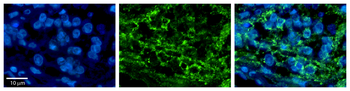 DLD Rabbit Polyclonal Antibody