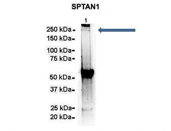 SPTAN1 Rabbit Polyclonal Antibody