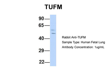 TUFM Rabbit Polyclonal Antibody