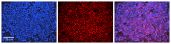BECN1 Rabbit Polyclonal Antibody