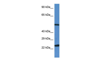 BECN1 Rabbit Polyclonal Antibody