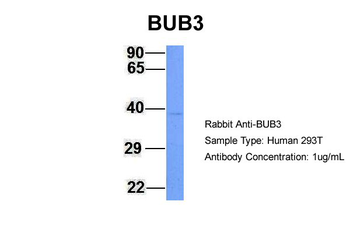 BUB3 Rabbit Polyclonal Antibody