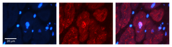 BUB3 Rabbit Polyclonal Antibody