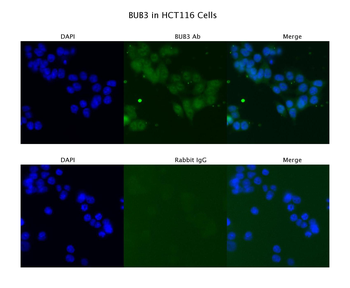 BUB3 Rabbit Polyclonal Antibody