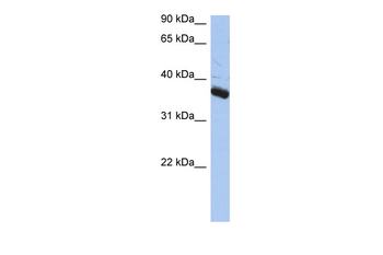 BUB3 Rabbit Polyclonal Antibody