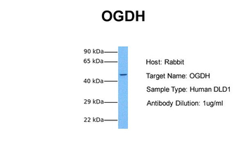 OGDH Rabbit Polyclonal Antibody