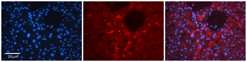 TSTA3 Rabbit Polyclonal Antibody