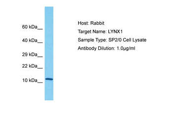 Lynx1 Rabbit Polyclonal Antibody