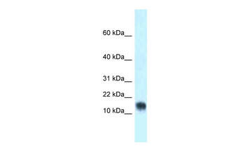 Lynx1 Rabbit Polyclonal Antibody