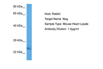 NOG Rabbit Polyclonal Antibody