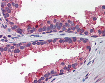 WNT3A Rabbit Polyclonal Antibody