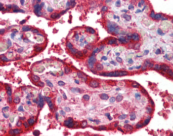Wnt3a Rabbit Polyclonal Antibody