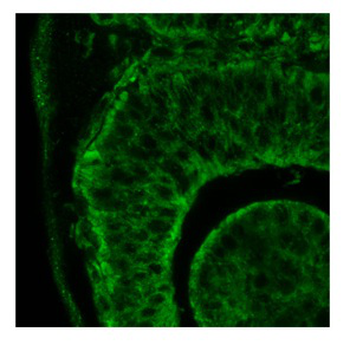 Itgb1 Rabbit Polyclonal Antibody