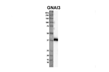 GNAI3 Rabbit Polyclonal Antibody
