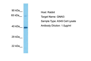 GNAI3 Rabbit Polyclonal Antibody