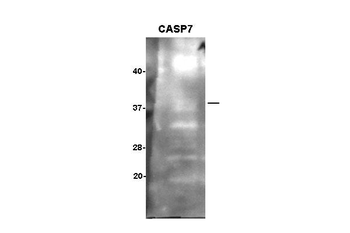 CASP7 Rabbit Polyclonal Antibody