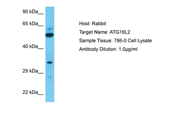 ATG16L2 Rabbit Polyclonal Antibody