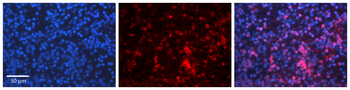 CD3E Rabbit Polyclonal Antibody