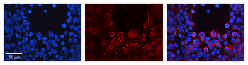 Ptprc Rabbit Polyclonal Antibody