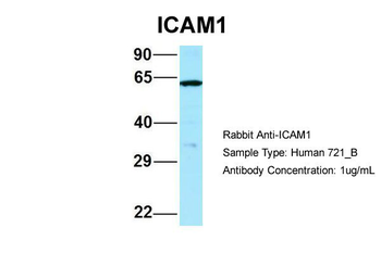 ICAM1 Rabbit Polyclonal Antibody