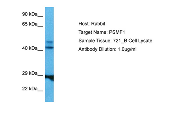 PSMF1 Rabbit Polyclonal Antibody
