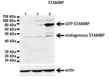 CDC26 Rabbit Polyclonal Antibody