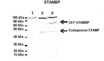 CDC26 Rabbit Polyclonal Antibody