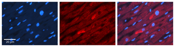 USP2 Rabbit Polyclonal Antibody