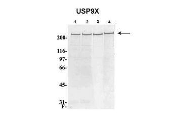USP9X Rabbit Polyclonal Antibody