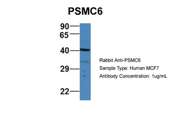 PSMC6 Rabbit Polyclonal Antibody