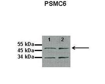 PSMC6 Rabbit Polyclonal Antibody