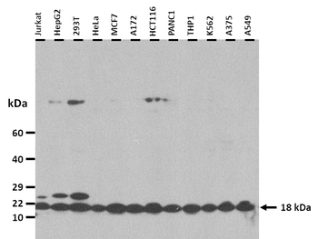 ISG15 Rabbit Polyclonal Antibody