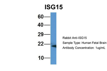 ISG15 Rabbit Polyclonal Antibody