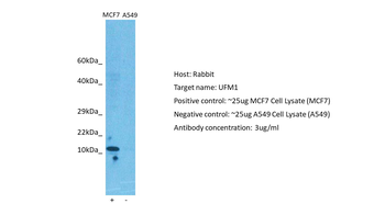 UFM1 Rabbit Polyclonal Antibody