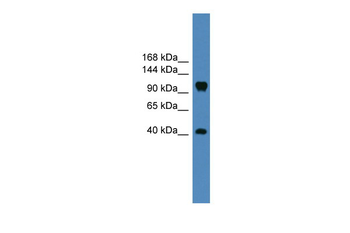 CNTN1 Rabbit Polyclonal Antibody