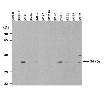 STX4 Rabbit Polyclonal Antibody