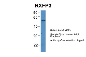 RXFP3 Rabbit Polyclonal Antibody