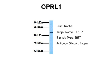 OPRL1 Rabbit Polyclonal Antibody