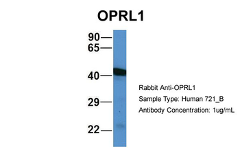 OPRL1 Rabbit Polyclonal Antibody