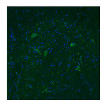 TAAR5 Rabbit Polyclonal Antibody