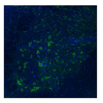 TAAR5 Rabbit Polyclonal Antibody