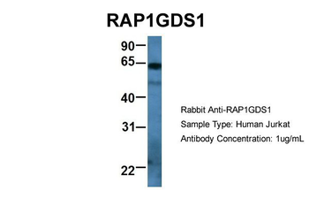 RAP1GDS1 Rabbit Polyclonal Antibody