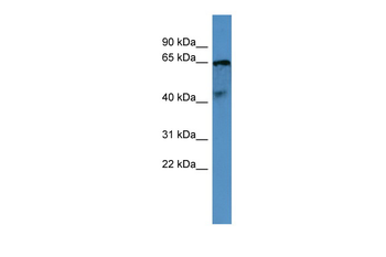 OPN5 Rabbit Polyclonal Antibody