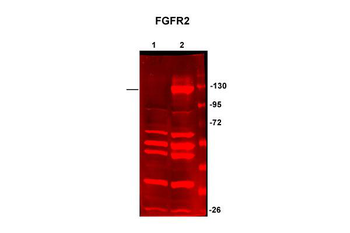 FGFR2 Rabbit Polyclonal Antibody