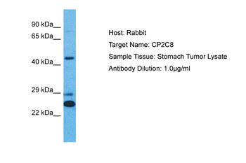 CYP2C8 Rabbit Polyclonal Antibody