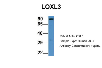 LOXL3 Rabbit Polyclonal Antibody