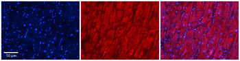 LPL Rabbit Polyclonal Antibody