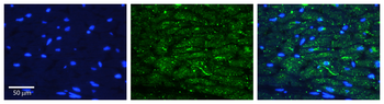 LYZ Rabbit Polyclonal Antibody