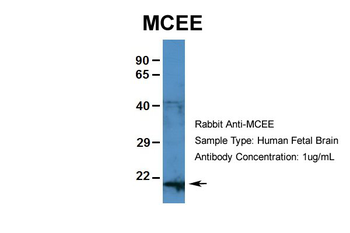 MCEE Rabbit Polyclonal Antibody