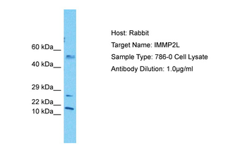 IMMP2L Rabbit Polyclonal Antibody